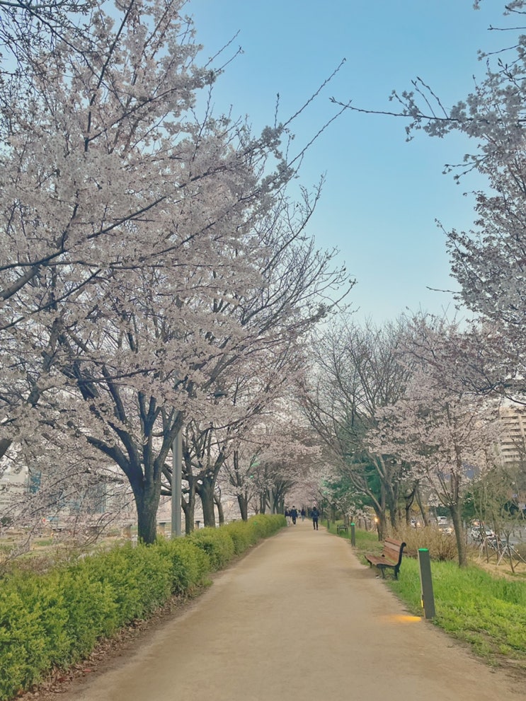 안양천 벚꽃길 :: 봄나들이 걷기 좋은 길이예요.