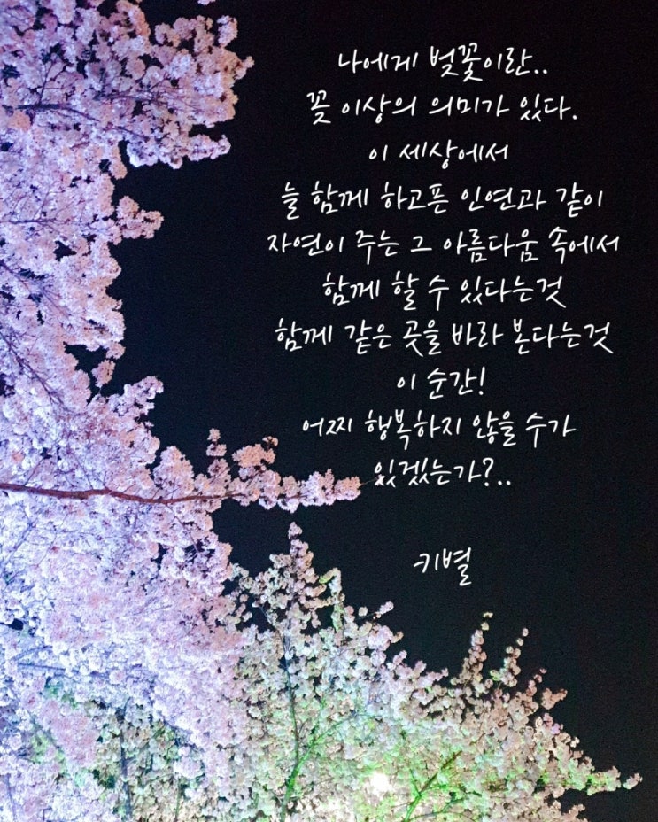 벚꽃인연(감성)(인생)(삶)(행복)(봄)(글귀)(키별)