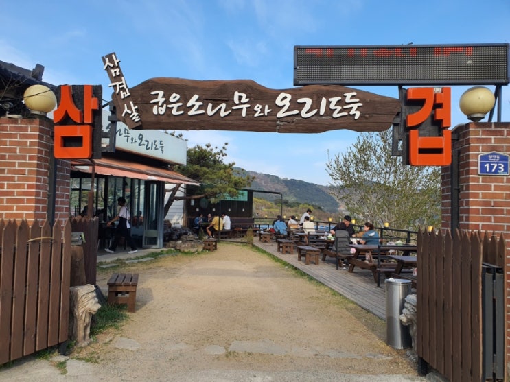 경북 청도 미나리삼겹살 야외맛집 굽은소나무와 오리도둑