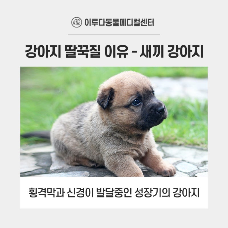 개 배를 간질이는 방법