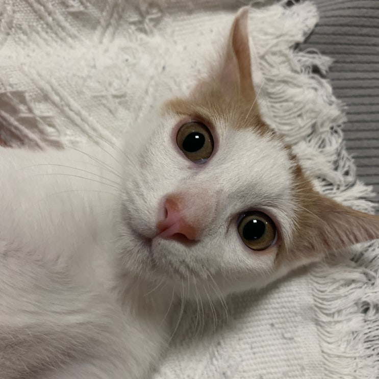 [고양이 관찰일지] 김애옹 잠만 자면 아저씨가 됨  2020/08/30