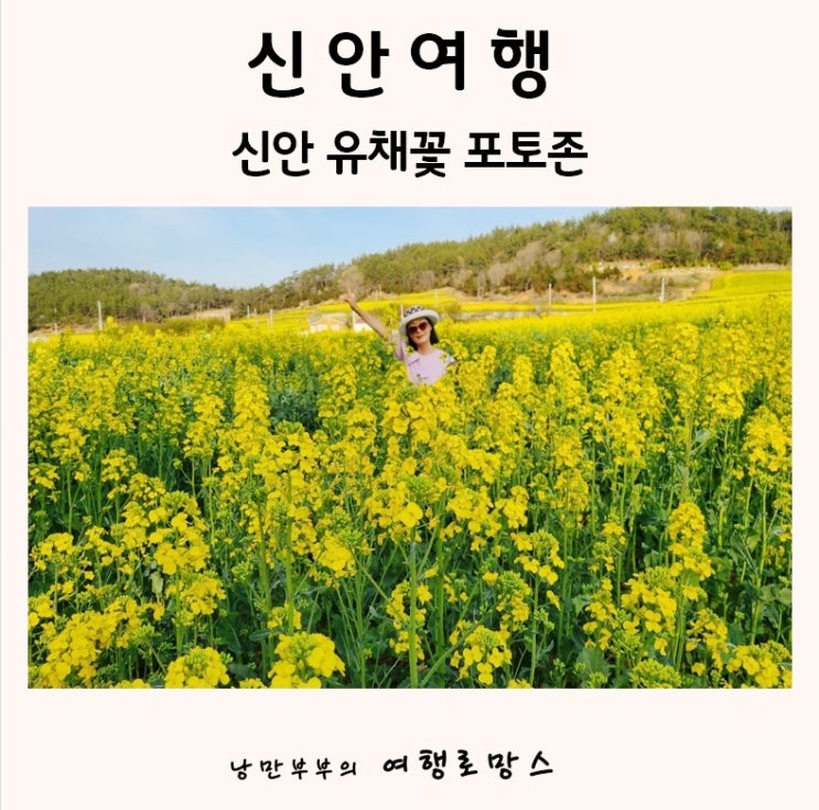  신안 유채꽃 개화시기:: 유채꽃향기 가득한 신안 유채꽃 포토존 3곳 소개!