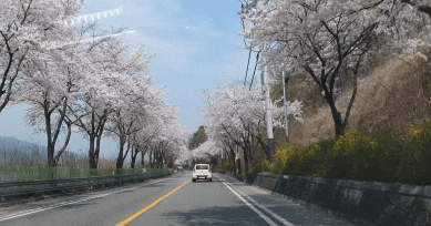  벚꽃나들이;) 비가오니 벚꽃엔딩