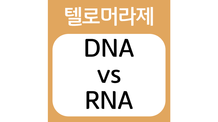DNA와 RNA (DNA vs RNA)