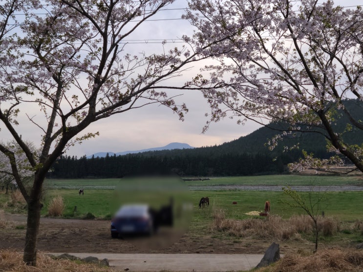 제주 벚꽃으로 물들은 오름에서의 차박, 노지캠핑 후기