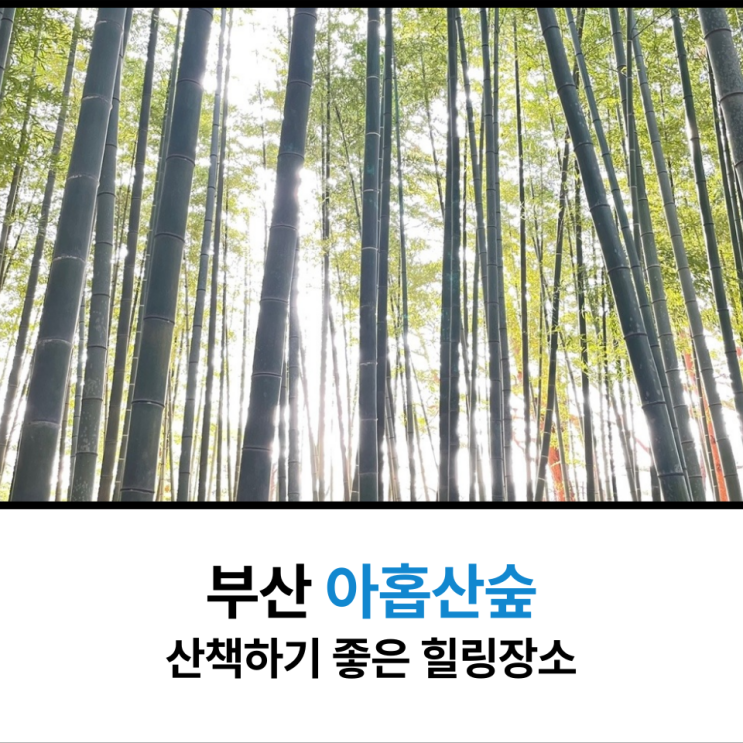  부산 아홉산숲