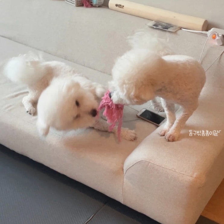  강아지 변비증상과 원인, 해결방법 