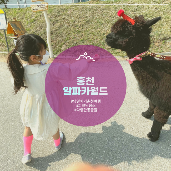  [홍천] 서울근교 당일치기 피크닉장소 강추 알파카월드(+할인&이용꿀팁)