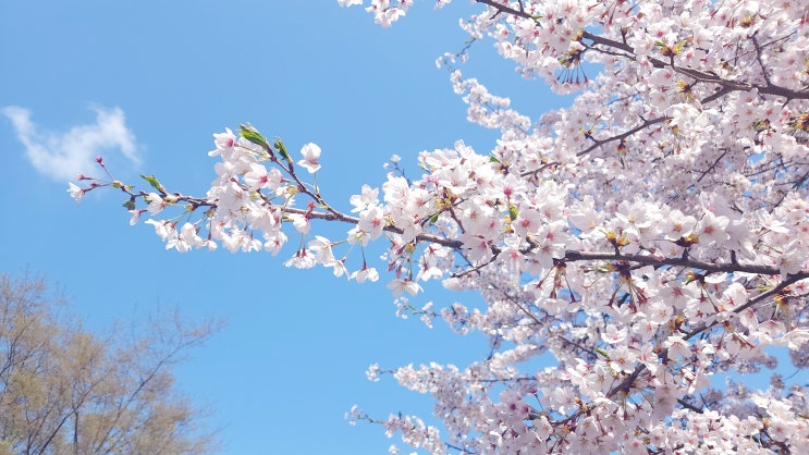 전북 군산 벚꽃 명소 은파호수공원 나들이 드라이브스루 벚꽃길 산책(feat.파전 대기줄)