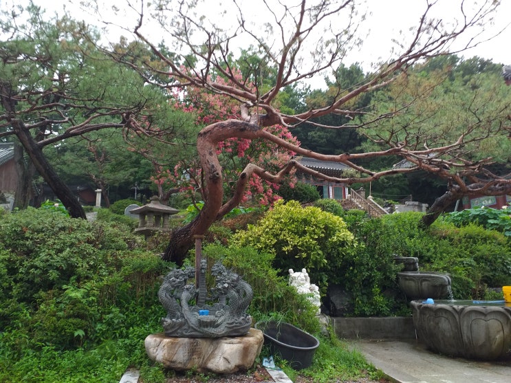  한국불교 태고종의 총본산. 서대문구 봉원사(奉元寺)  -  1