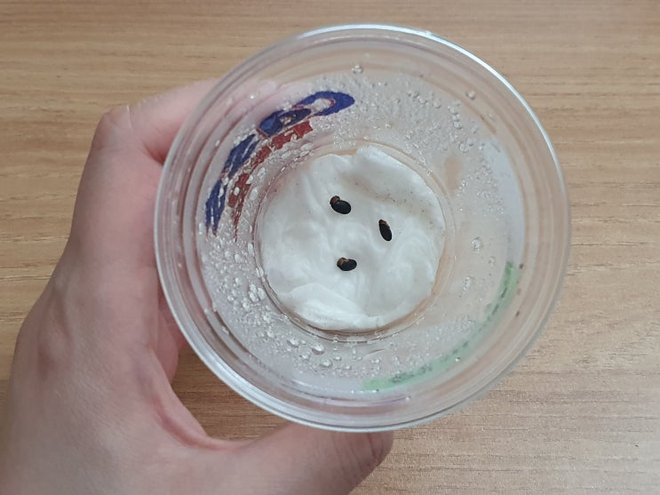  유칼립투스 둥근잎아카시아 씨앗 파종 키우기