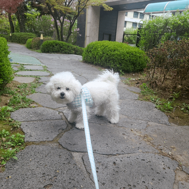 강아지선물 추천! 루이독 하네스,카카오톡 선물하기 푸디웜 댕댕이 개꿀맛 수제간식 10종 세....