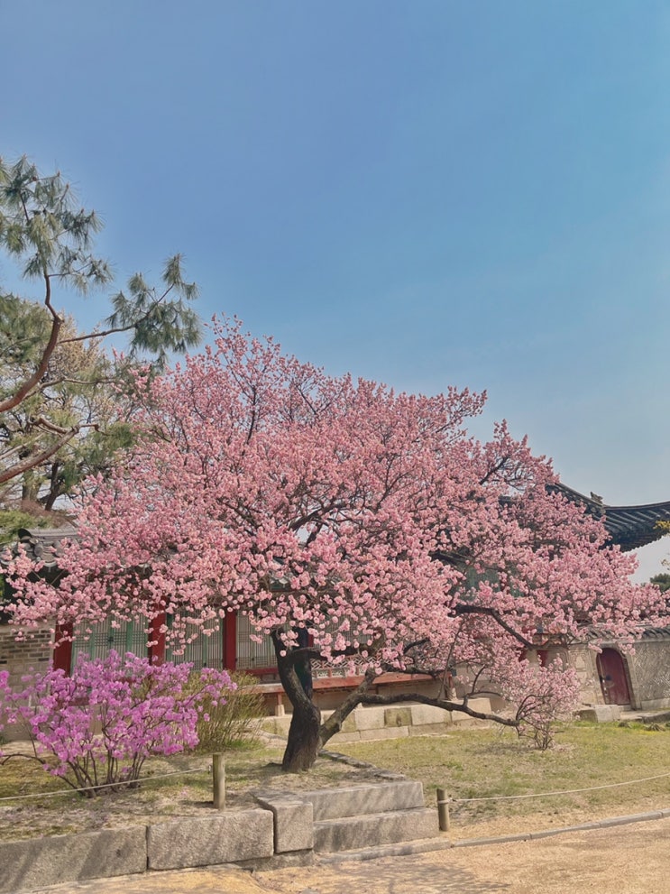 창덕궁 홍매화 :: 서울 궁궐 나들이 다녀왔어요.