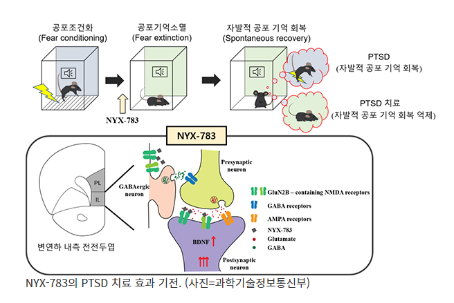 외상 후 스트레스 장애(PTSD) 치료 원리, 동물실험으로 첫 규명_과학기술정보통신부 외상 후 스트레스 장애(PTSD) 치료 원리, 동물실험으로 첫 규명_과학기술정보통신부