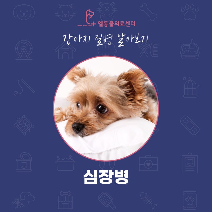  양정 강아지 심장병 서면 동물병원 엘동물의료센터