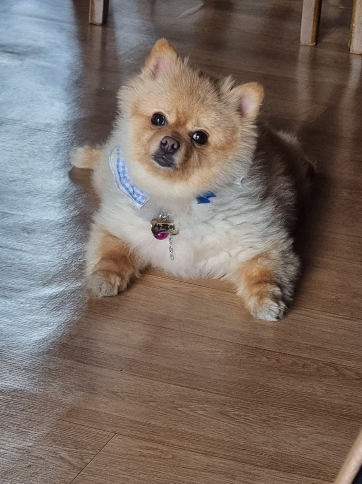  산책 다녀와서 급 피곤한 멈머 사랑쓰