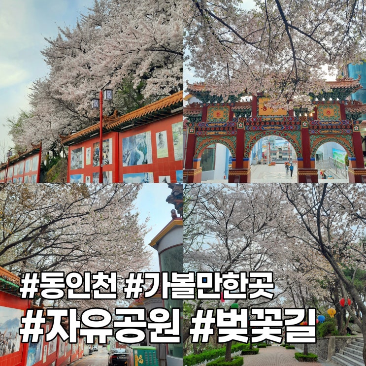 동인천 벚꽃 명소 자유공원