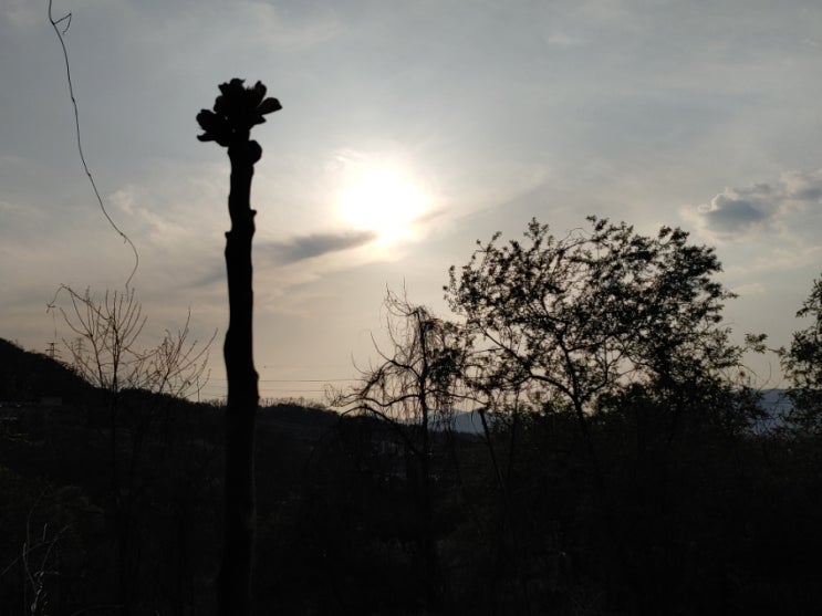 망현산에서 본 햇살과 어울린 새싹의 모습들... 망현산에서 본 햇살과 어울린 새싹의 모습들...