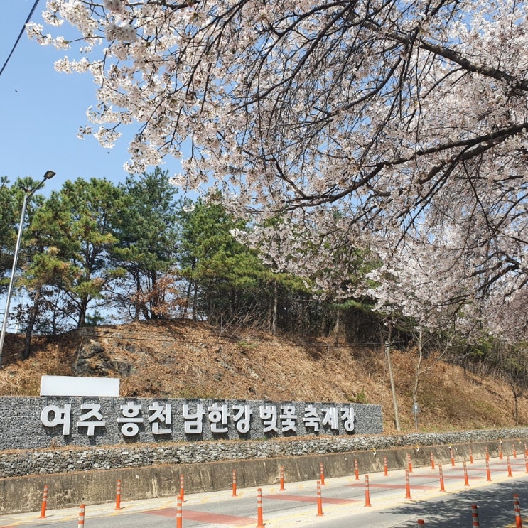 여주 벚꽃 드라이브코스 - 여주흥천남한강벚꽃축제장