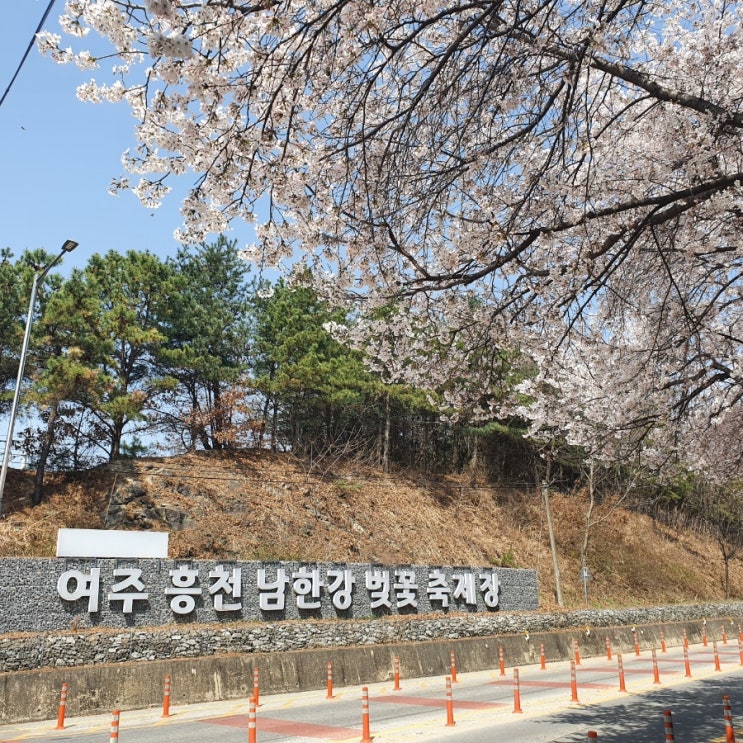  여주 벚꽃 드라이브코스 - 여주흥천남한강벚꽃축제장