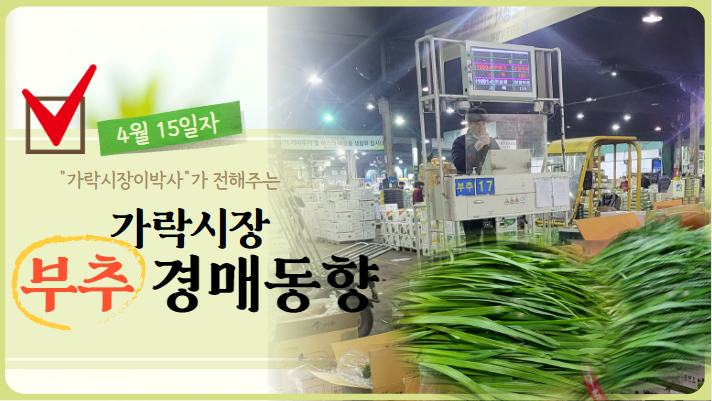 [경매사 일일보고] 가락시장 4월 15일자 "부추" 경매동향을 살펴보겠습니다!