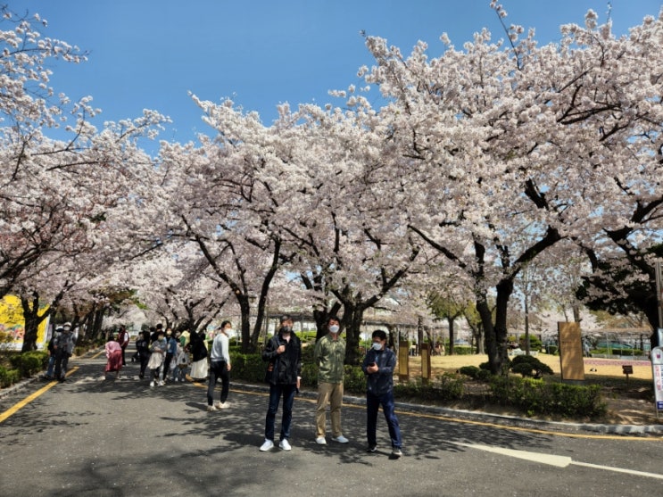  북촌 서울 벚꽃 명소 코스 (서울공예박물관, 북촌한옥마을, 백인제가옥, 정독도서관, 삼청동 맛집, 오설록 티하우스 북촌점)