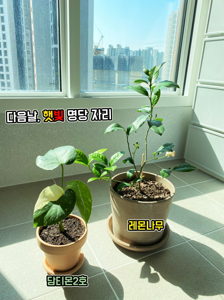 식린이 기록1. 무늬몬스테라(담티몬4월생) 분갈이 하기. 식린이 기록1. 무늬몬스테라(담티몬4월생) 분갈이 하기.