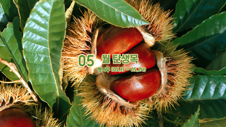 5월 탄생목 밤나무 의미 와 뜻 (05.15~05.24)