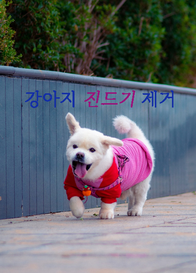  강아지 진드기 올바른 제거법 & 예방약 정보