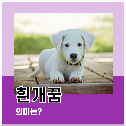 흰개꿈 강아지가 관련된 꿈의 의미는