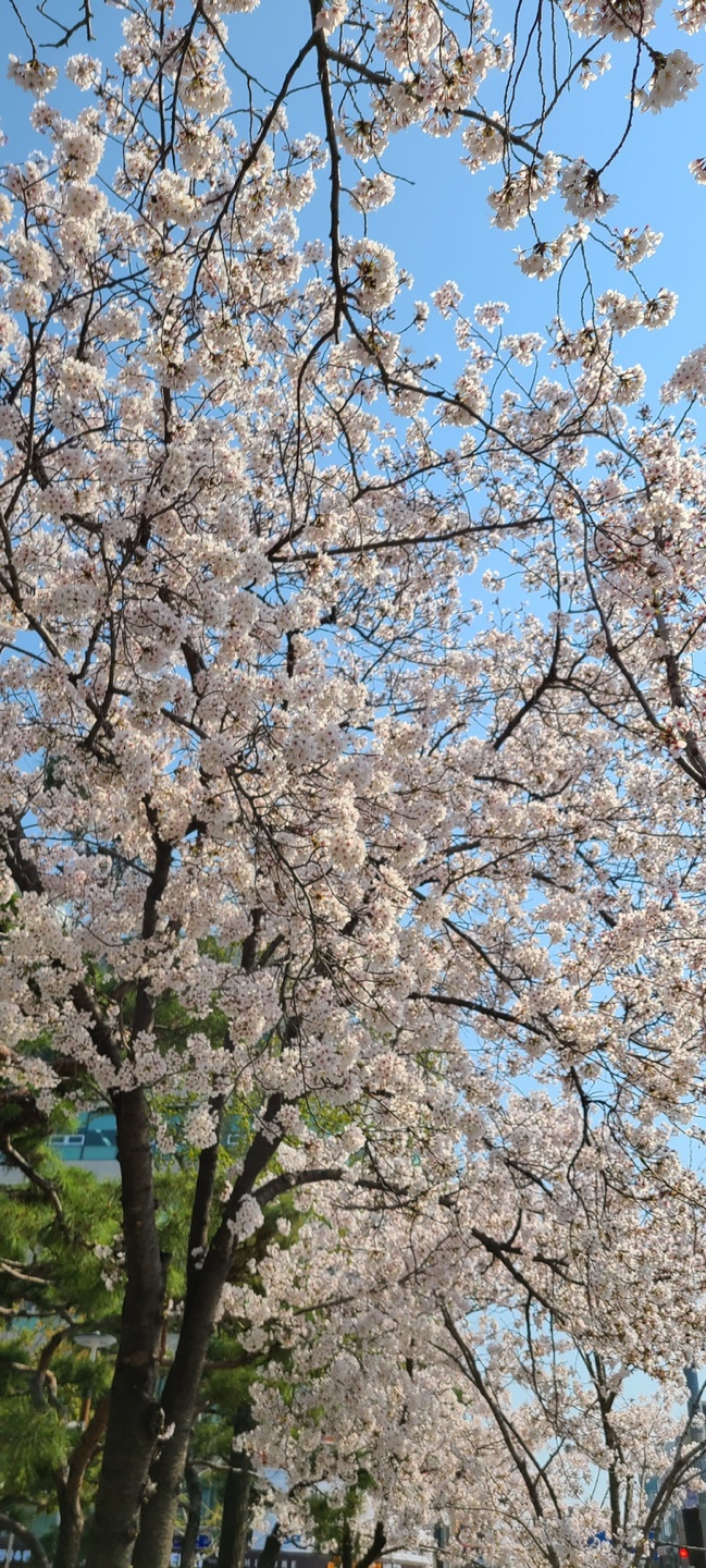  울산 벚꽃명소 : 울산대공원, 남구청, 법원에서 느낀 4월의 봄날씨
