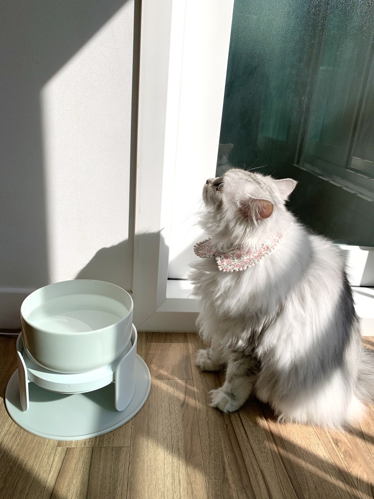 똑똑한 고양이 물그릇(수반/음수대/식기), 실시간 음수량 알림이 온다냥 ~!(찐후기)