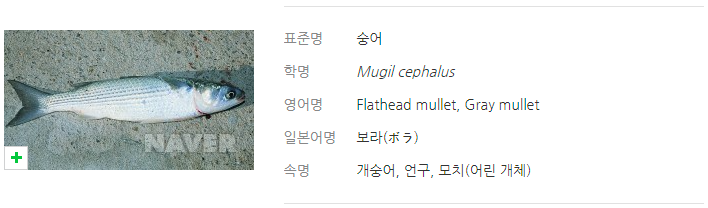  봄철 숭어낚시 방법과 숭어 구분방법에 대해 알아봅시다