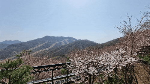  화담숲 벚꽃은 이번 주말이 시작일듯. 수선화축제에서 진달래 구경 제대로! 스탬프투어 & 모노레일로 두번 즐기고 옴!