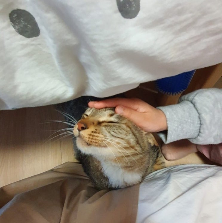  [2년 전 오늘] 일상기록_고양이보고 랍스타먹고 웅이네닭발먹고.