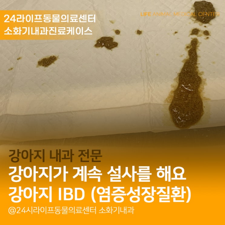 강아지 만성설사, 강아지가 계속 설사를 해요! : 강아지염증성장질환 (IBD) 치료과정 / 대구24시동물병원 라이프동물의료센터