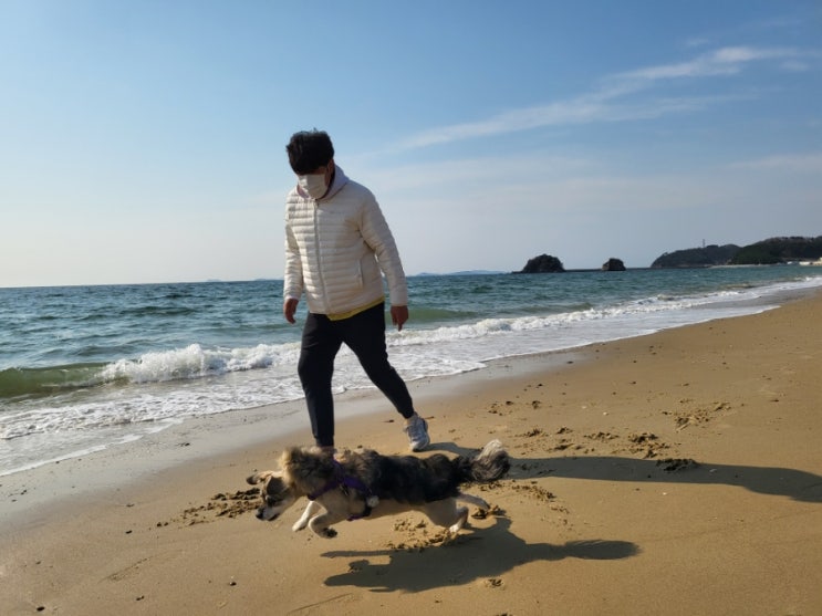  태안 안면도 강아지와 가볼만한 곳 꽃지해수욕장
