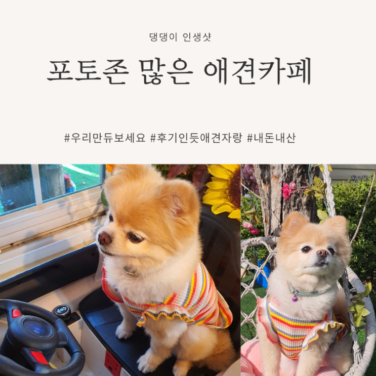  포토존 많은 애견카페 : 남양주 개떼놀이터