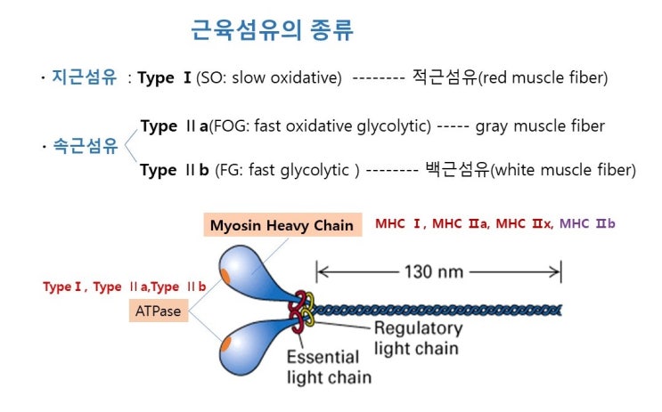  근섬유종류(지근, 속근), 근섬유유형과 특성, 선수 은퇴시기, muscle fiber type