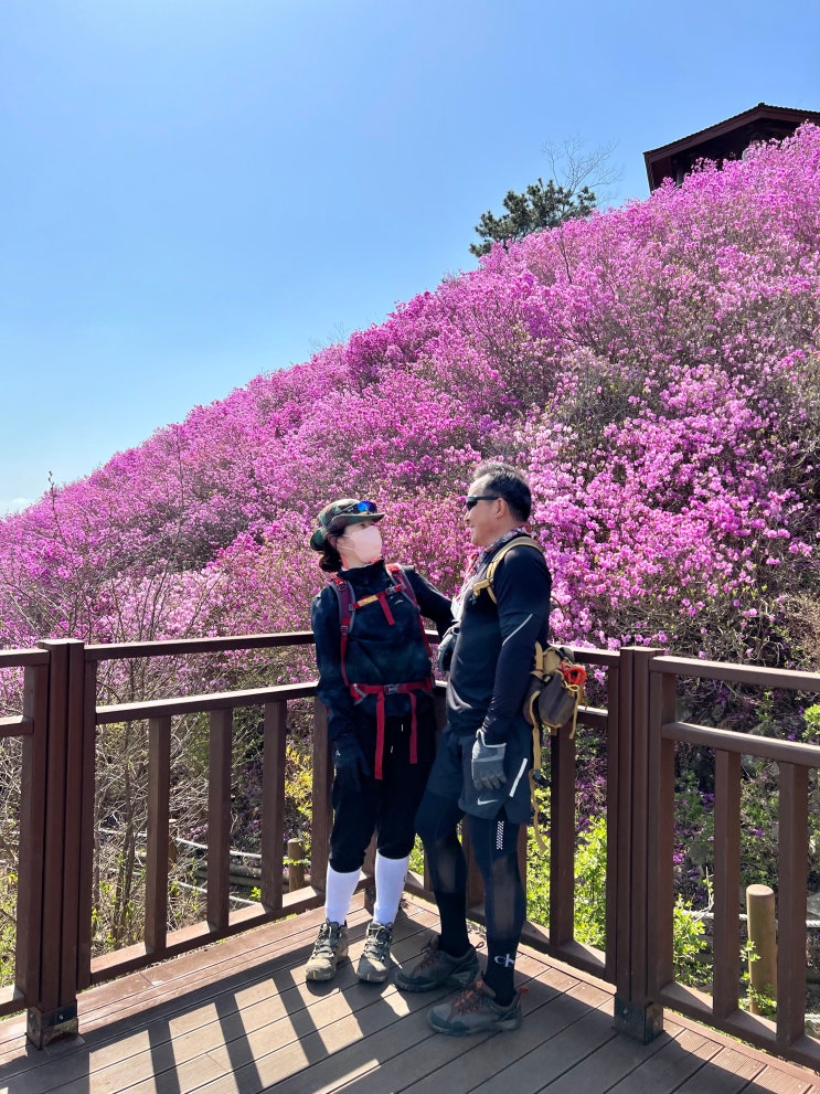 천주산 진달래 구경 등산코스, 무료 주차장(+꿀팁) 천주산 진달래 구경 등산코스, 무료 주차장(+꿀팁)