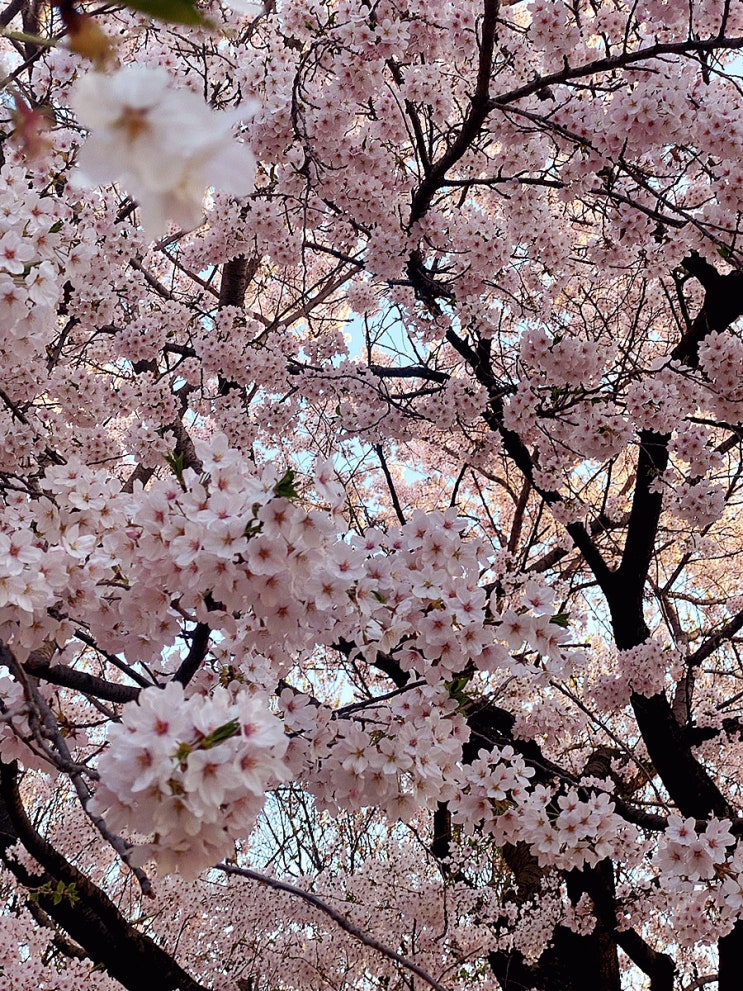 벚꽃이 흩날리면 꼭 가야 하는 서울숲 힐링 코스 (뚝섬유수지주차장)