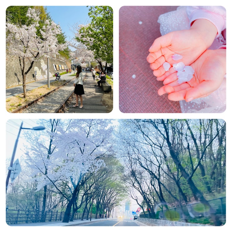  서울 벚꽃 명소 투어 경춘선 숲길, 석촌호수, 아차산 워커힐 꽃구경