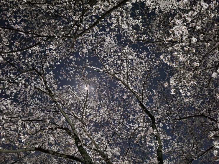대전 테미공원 벚꽃이 수놓은 밤하늘 아래에서 산책!