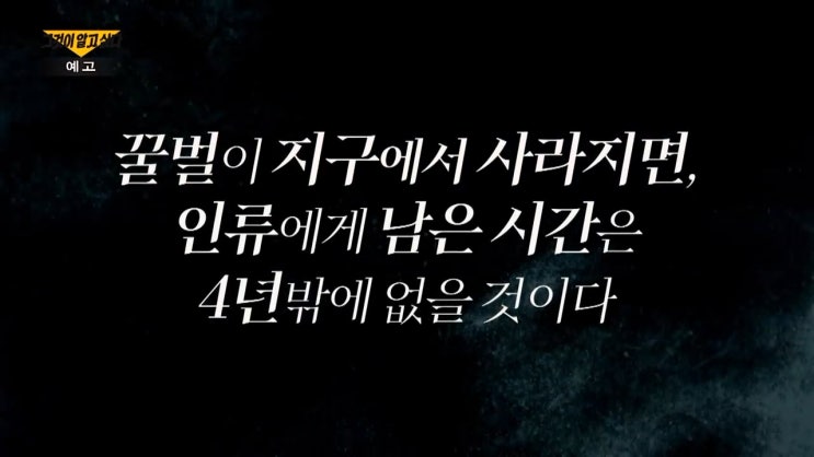 꿀벌 실종 이유 78억마리 CCD 군집붕괴현상 그것이알고싶다 꿀벌 실종 이유 78억마리 CCD 군집붕괴현상 그것이알고싶다