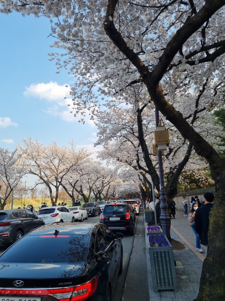  경주 벚꽃, 벚꽃철에 차 들고 가실 거면 진짜 가지 마세요...!