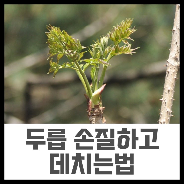  두릅 손질 부터 데치기 까지 / 산두릅 독성 제거하고 찍먹해요