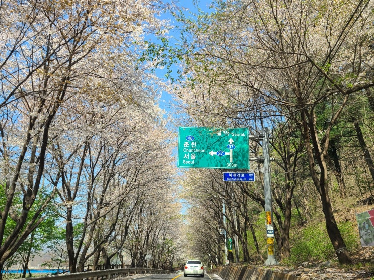  경기도 벚꽃) 청평 서종 삼회리 벚꽃길, 4월16일 드라이브하면서 보는 올해 마지막벚꽃