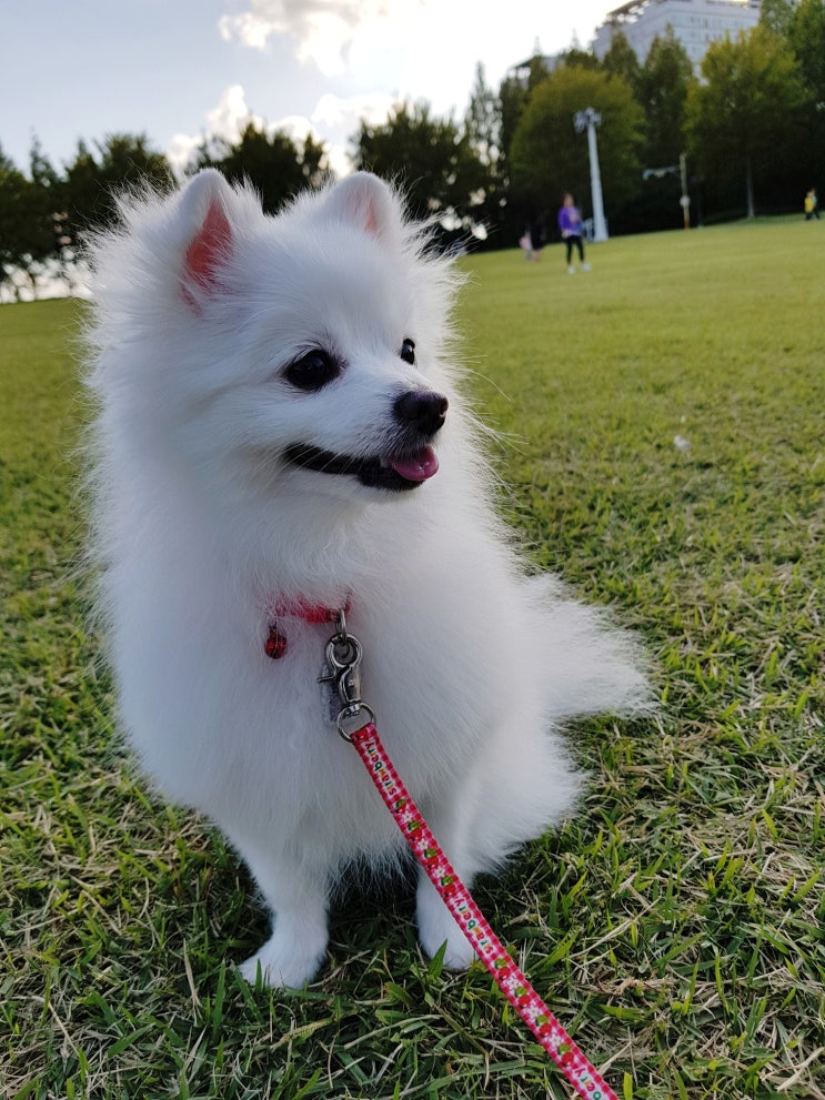  공원에서 강아지와 산책