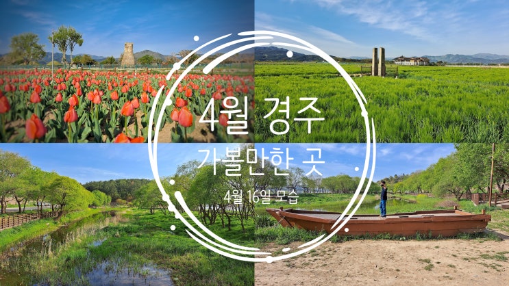  경주 4월 가볼만한 곳 첨성대 꽃밭과 분황사 청보리밭 그리고 금장대 산책로