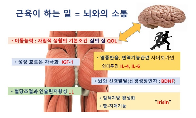  근육의 기능, 암세포와 근육, BDNF, Irisin, SPARC